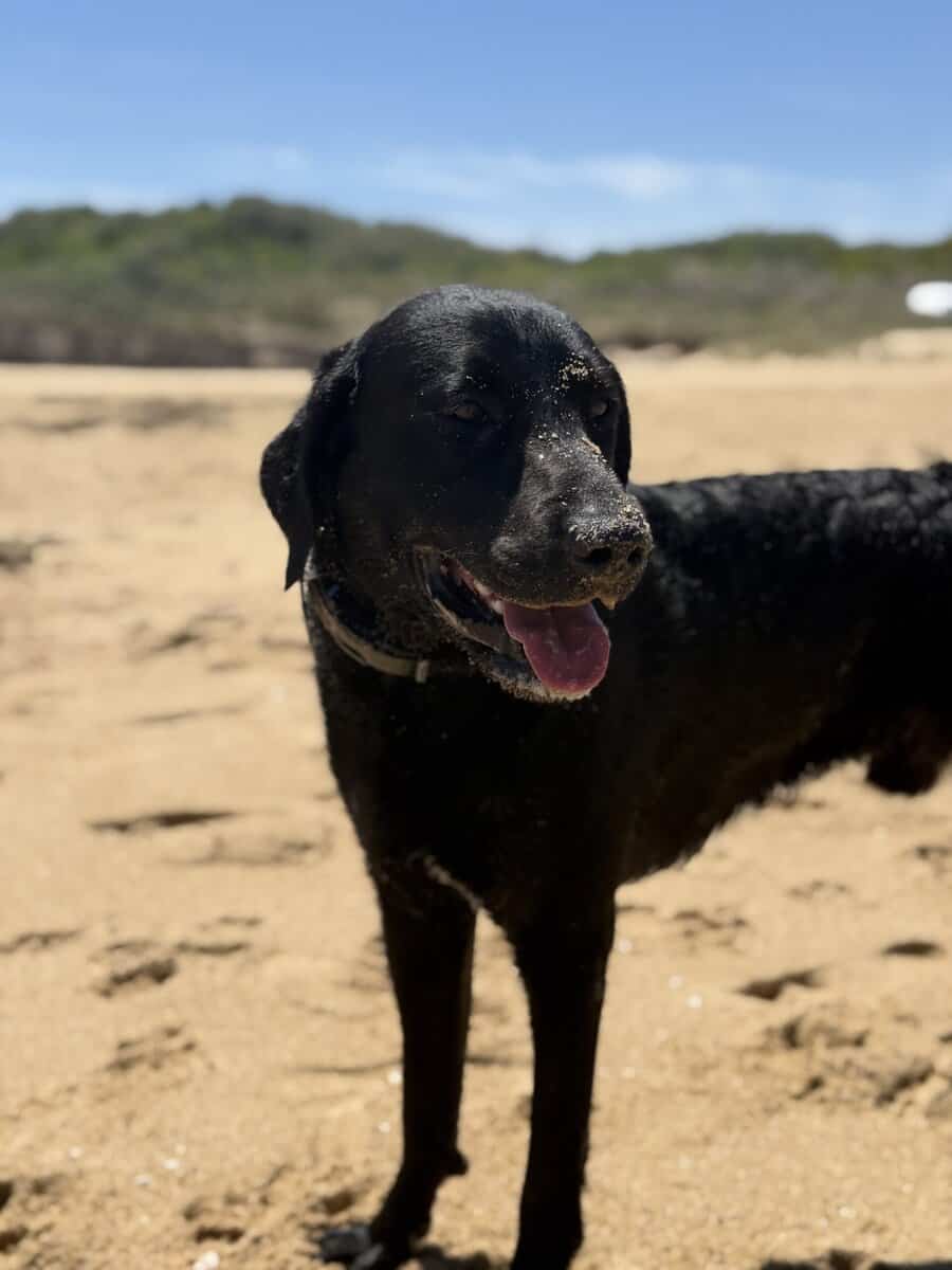 2 yr old lab mix image 2