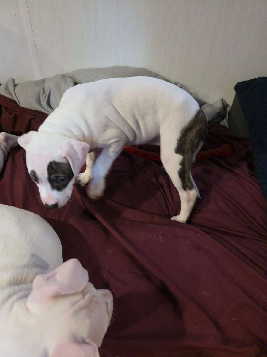 pitbull puppies image 2
