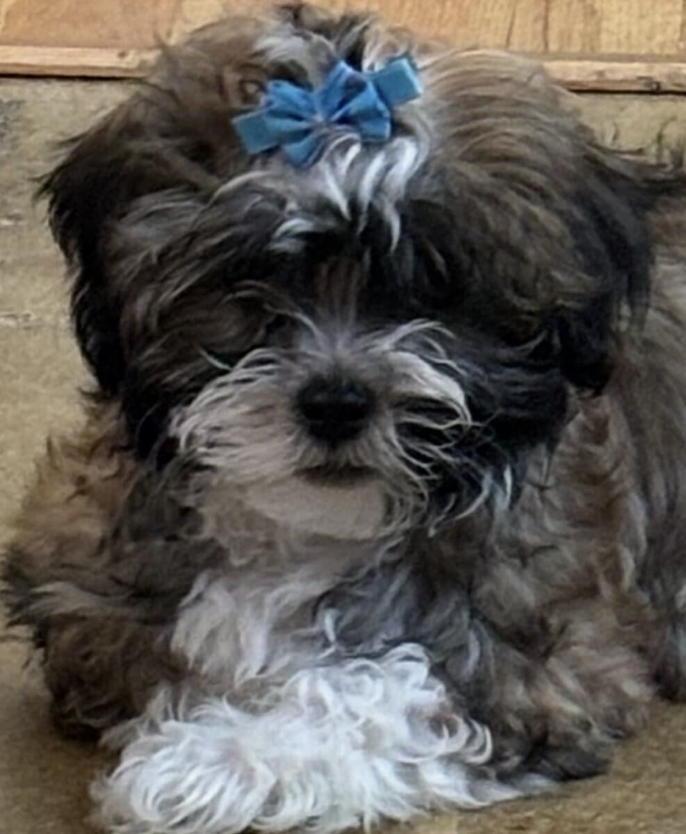 Beautiful Female Maltese x Shih Tzu image 4