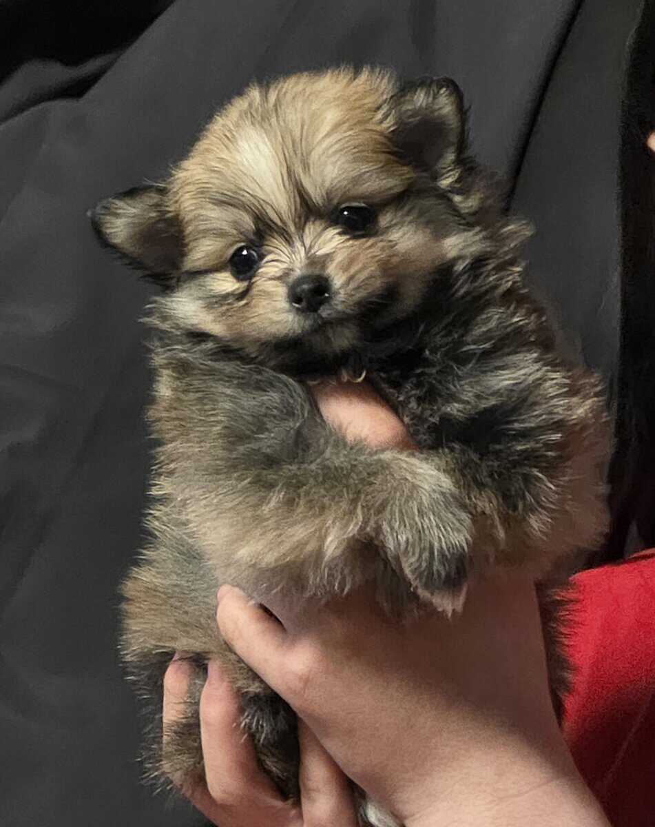 Pomeranian puppies image 6