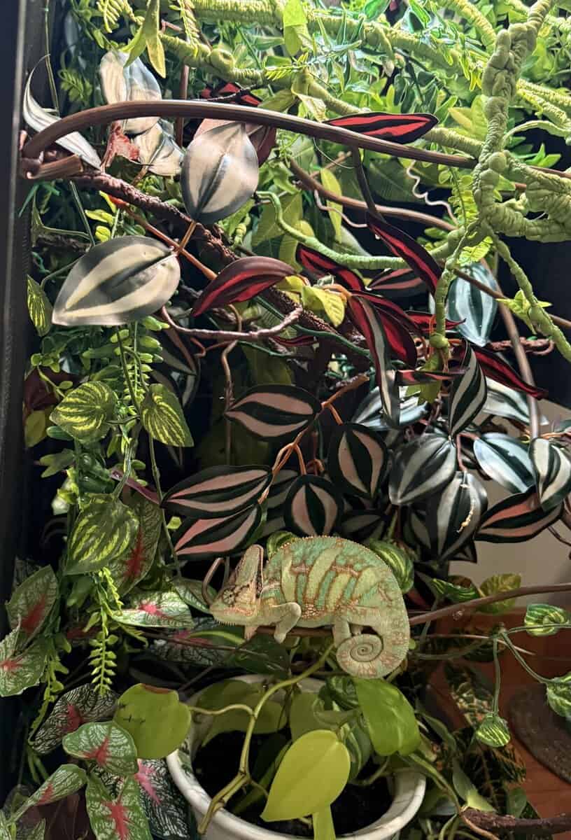 Veiled chameleon image 7