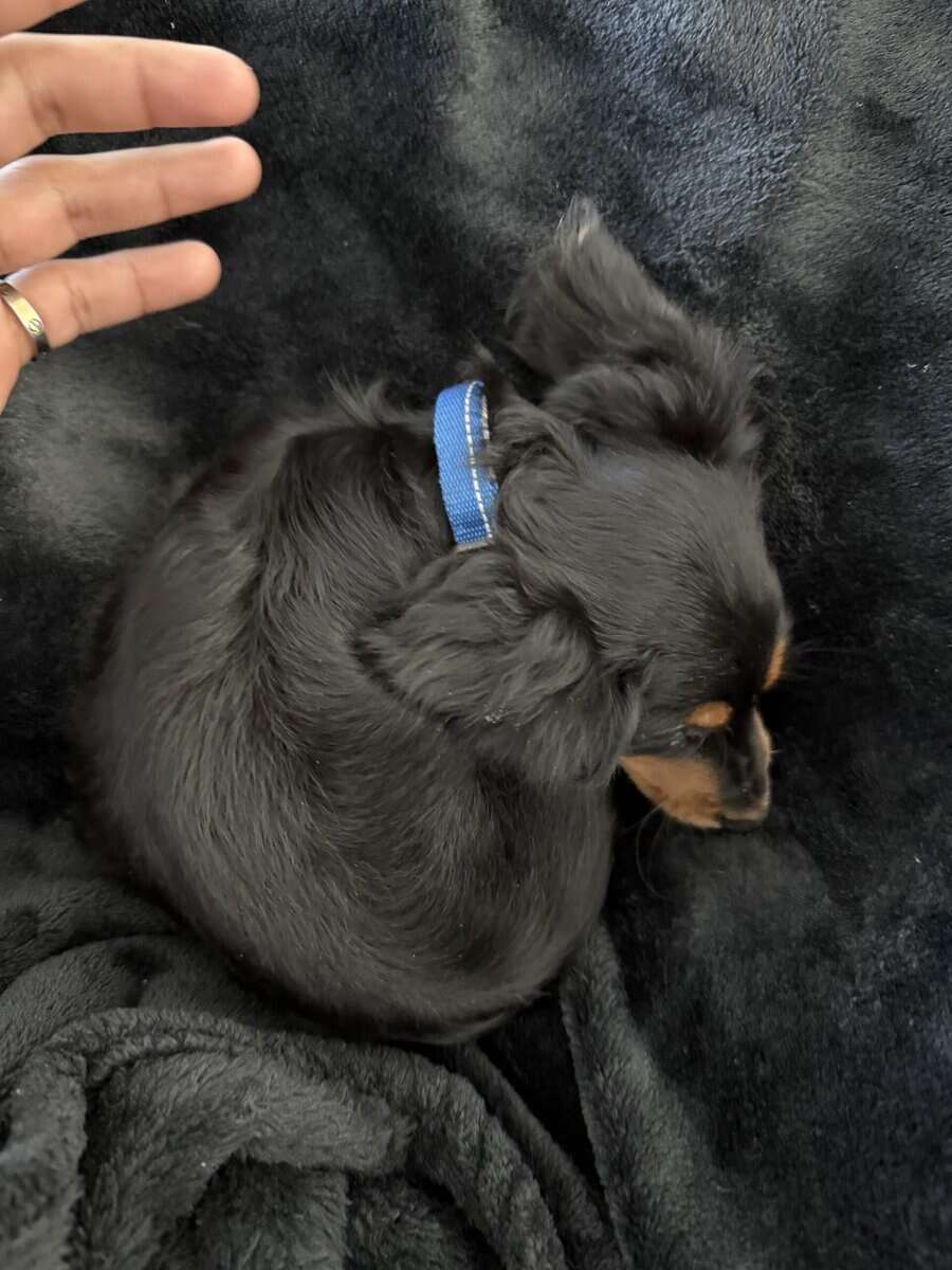 Mini hairy dachshund image 1