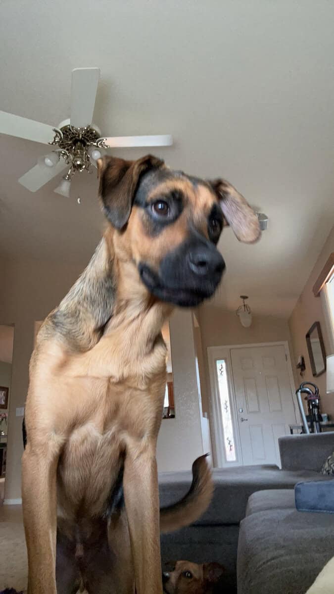 Rehoming Dog image 2