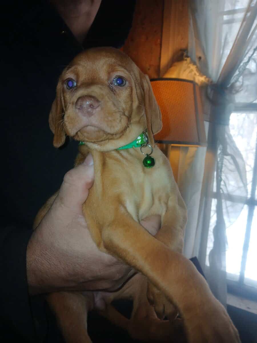 Vizsla pups image 2