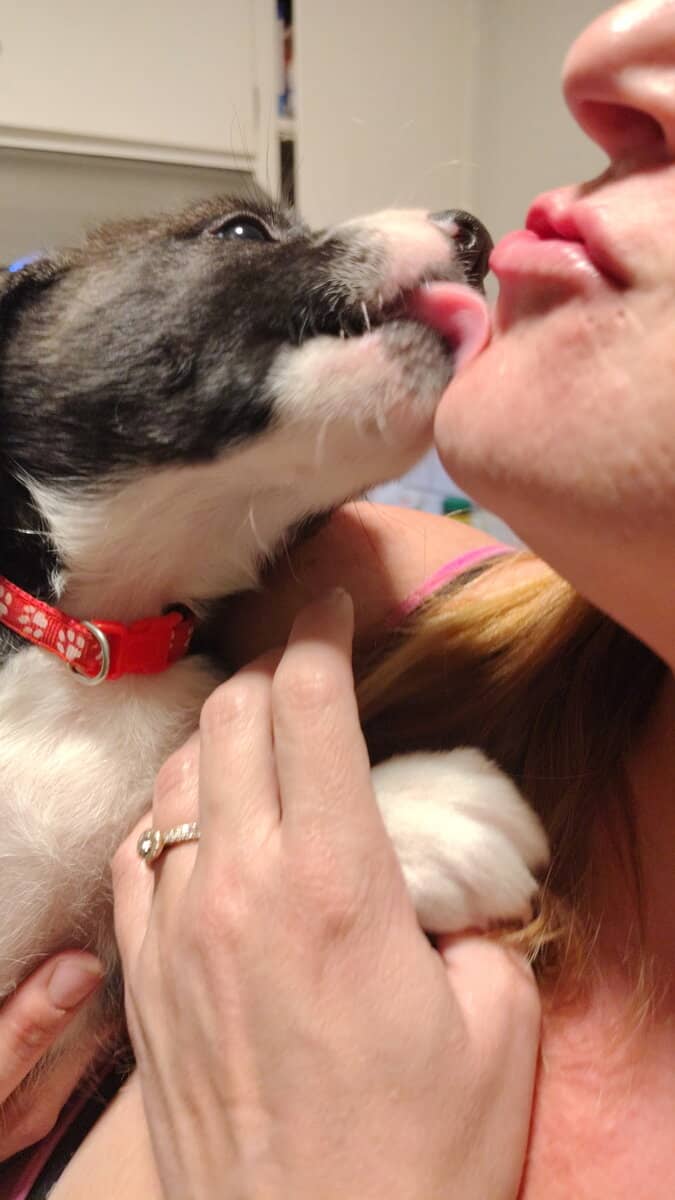 6 puppies image 13
