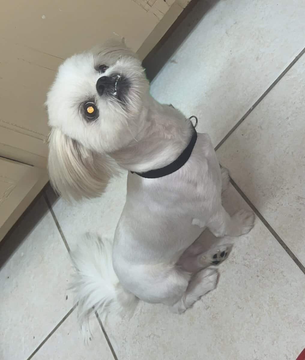 Loving Home Needed for 1-Year-Old Shih Tzu image 3