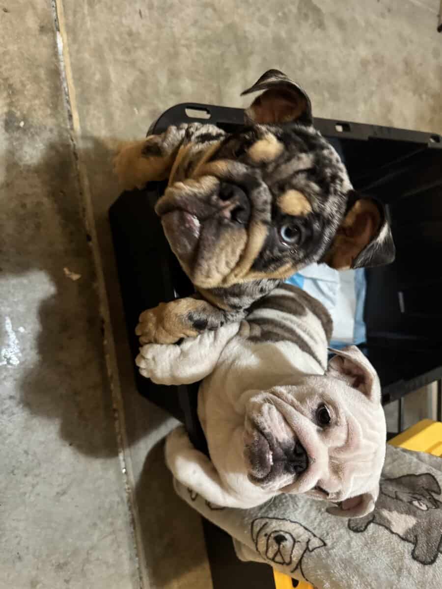 English Bulldogs for sale image 4