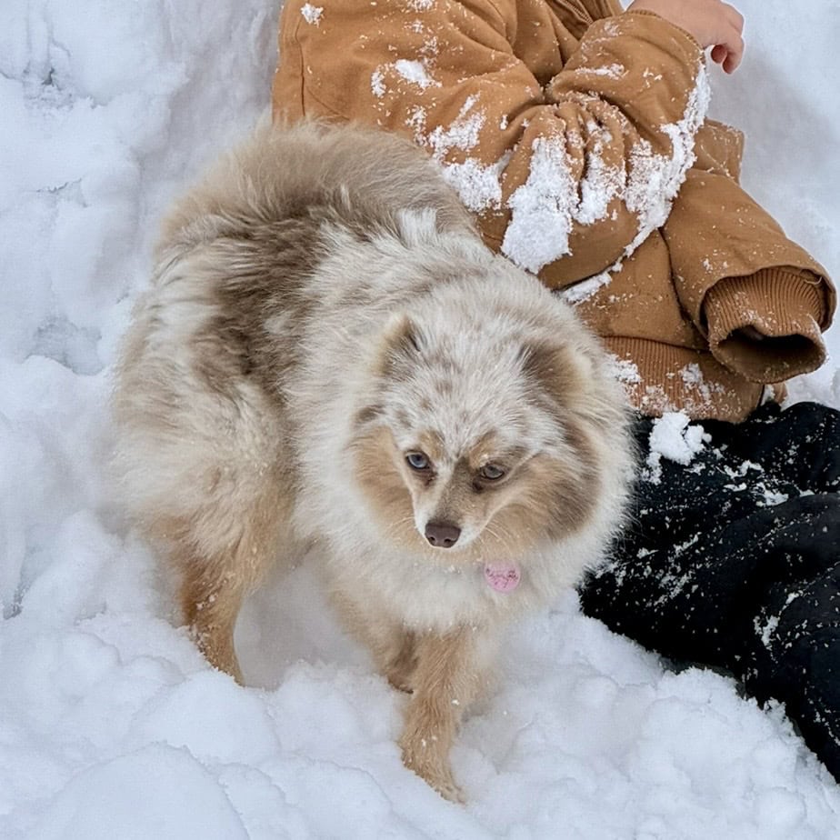 AKC Tiny Pomeranian Puppies image 9