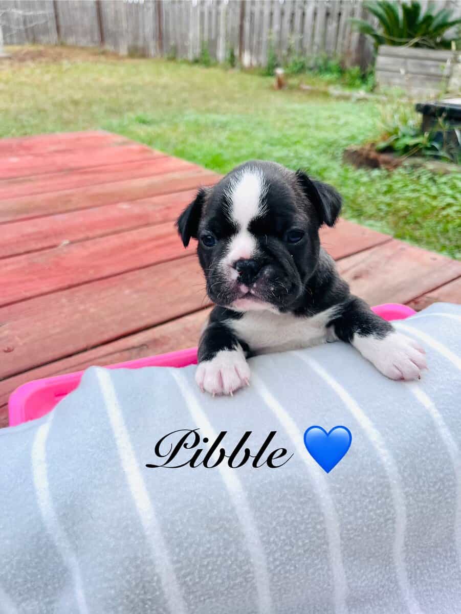 Frenchton puppies image 1