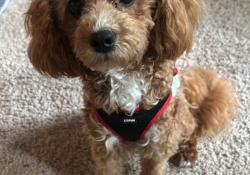 Teacup Golden Doodle needs a family!