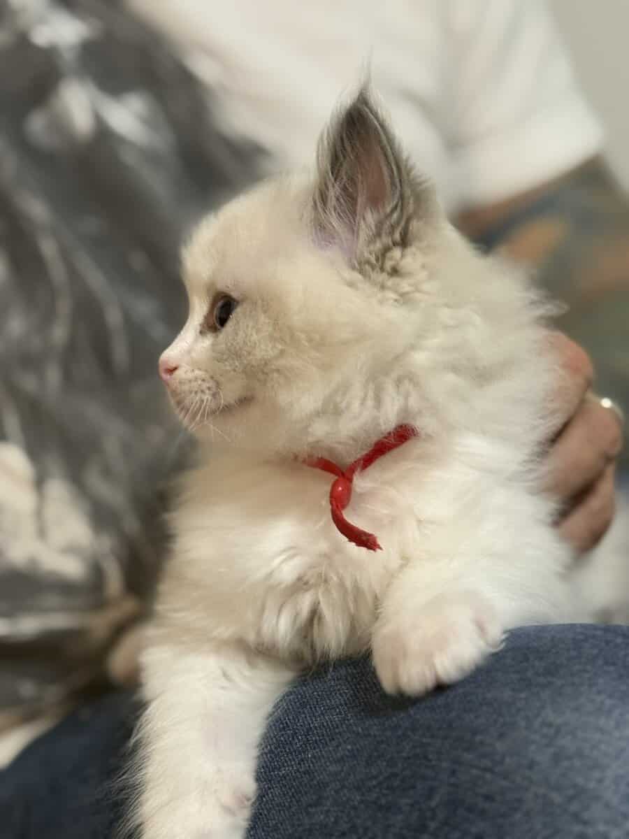 Available Blue Point Bicolor Ragdoll Kittens image 5