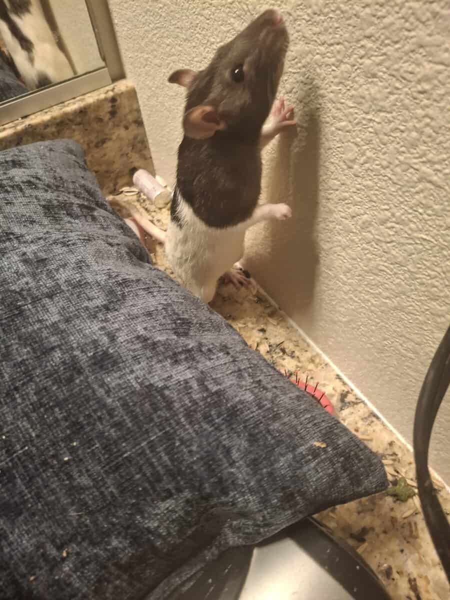 Cute rats and cage free to a loving home image 3