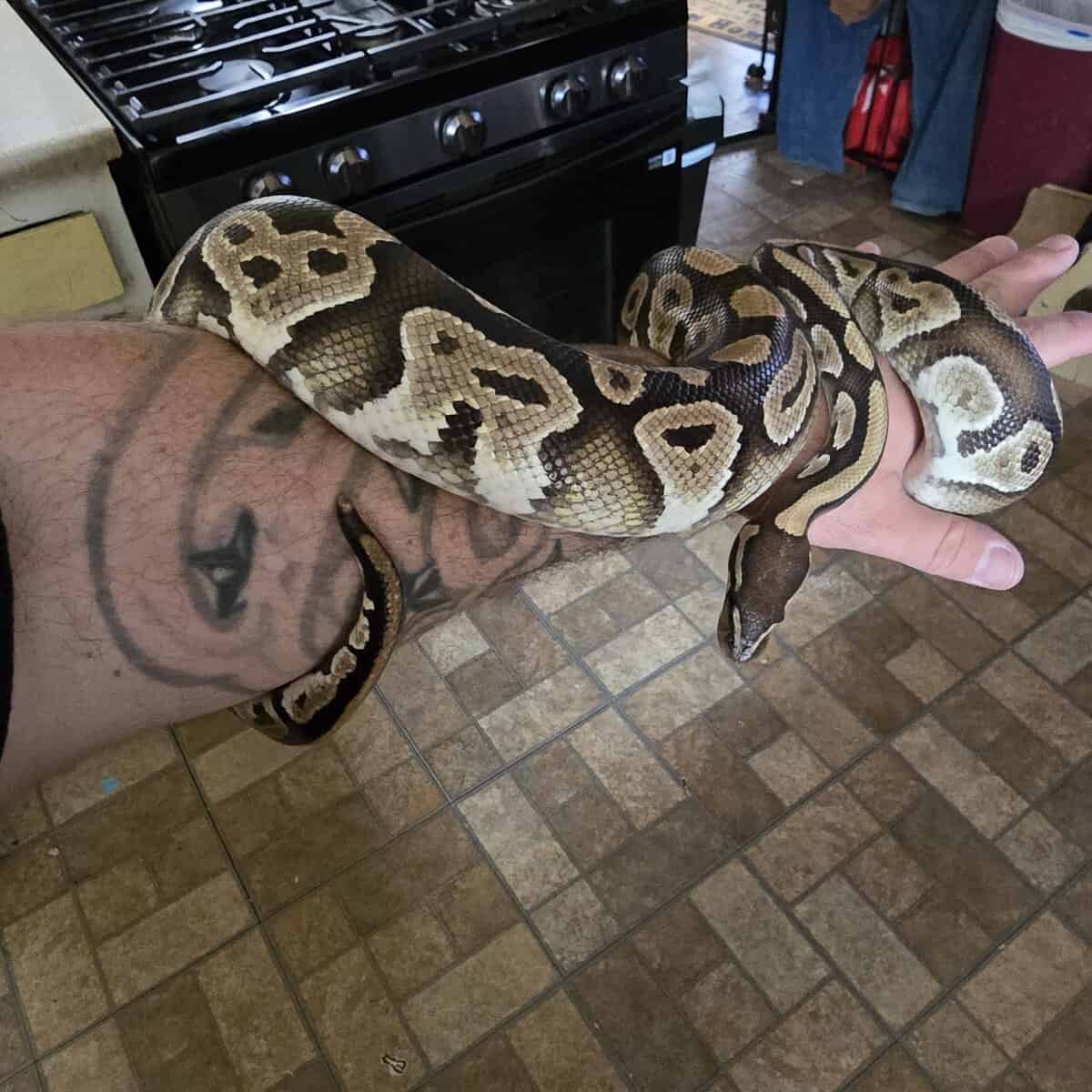 Ball Python needs good home image 1