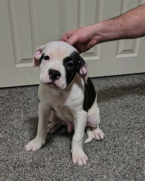 American Bulldog puppies image 5