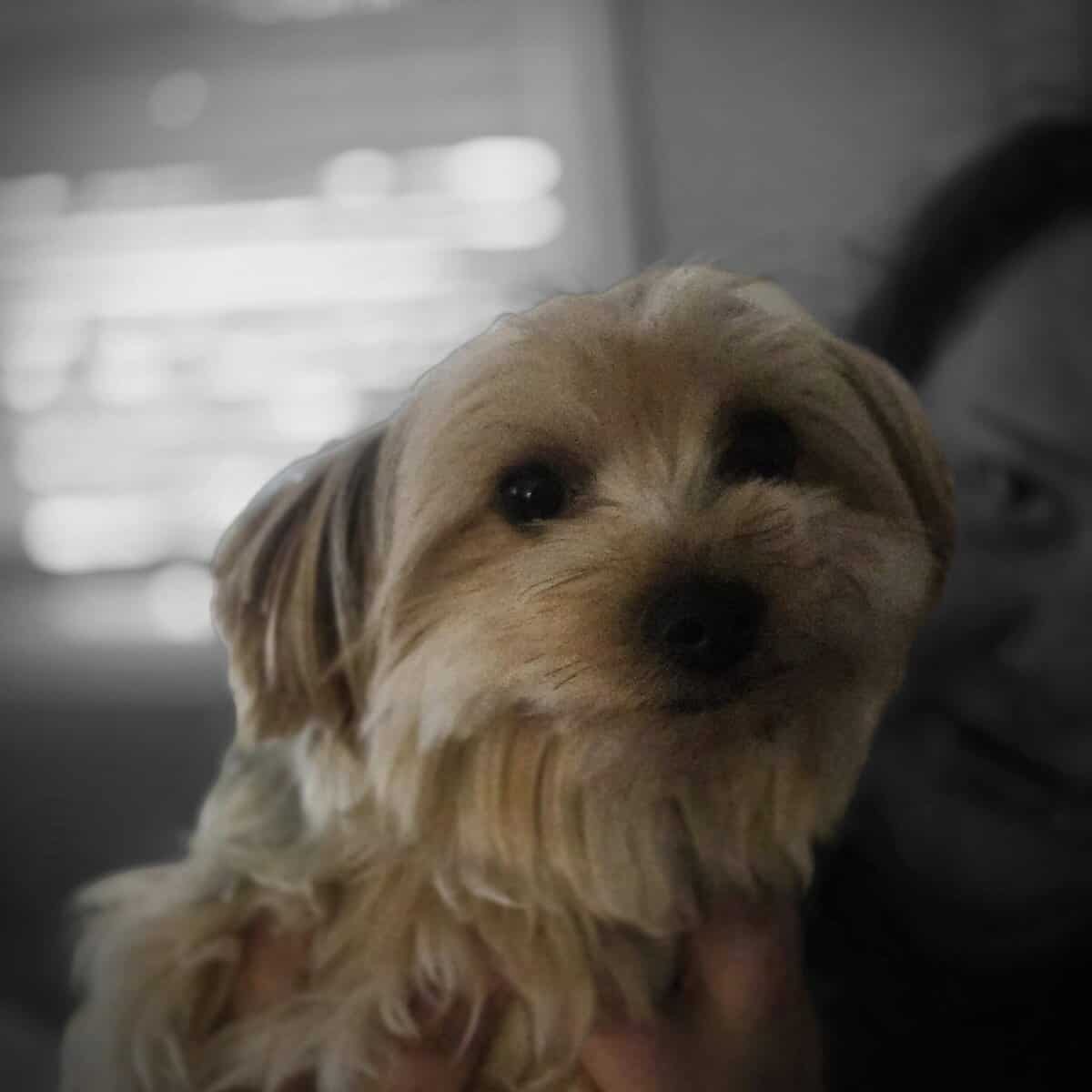 Yorkie image 4