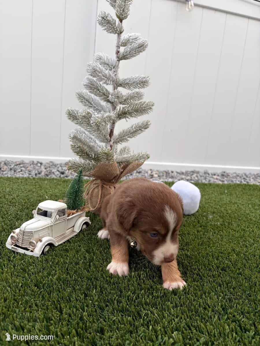 Red Tri - Mini Australian Shepard image 2