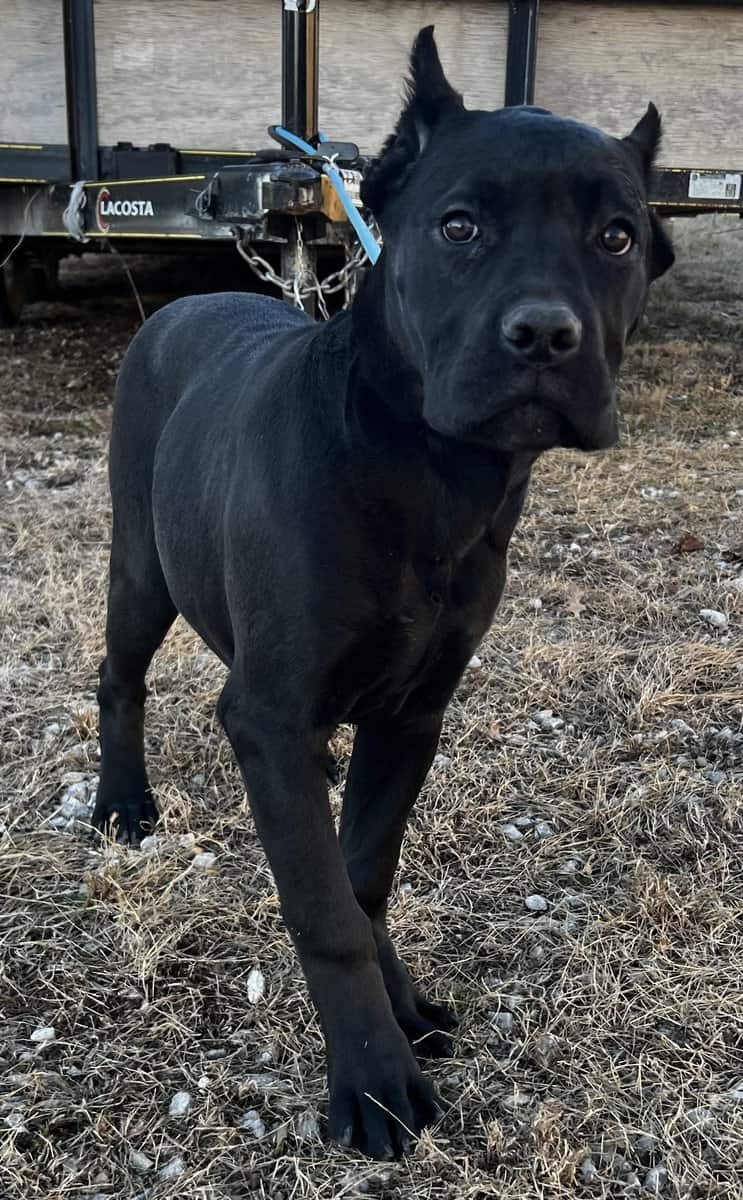 Female Cane Corso Puppy image 2