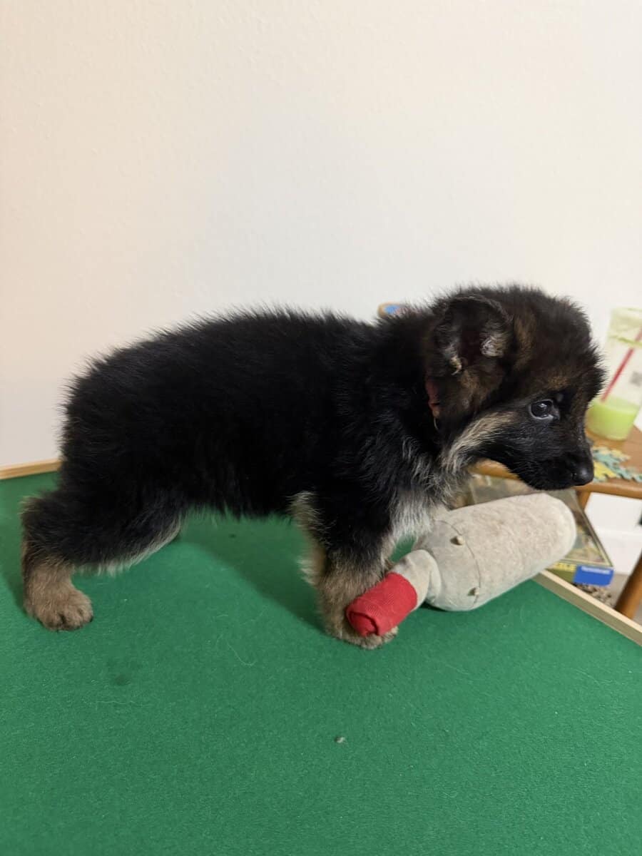 AKC German Shepherd puppies image 8