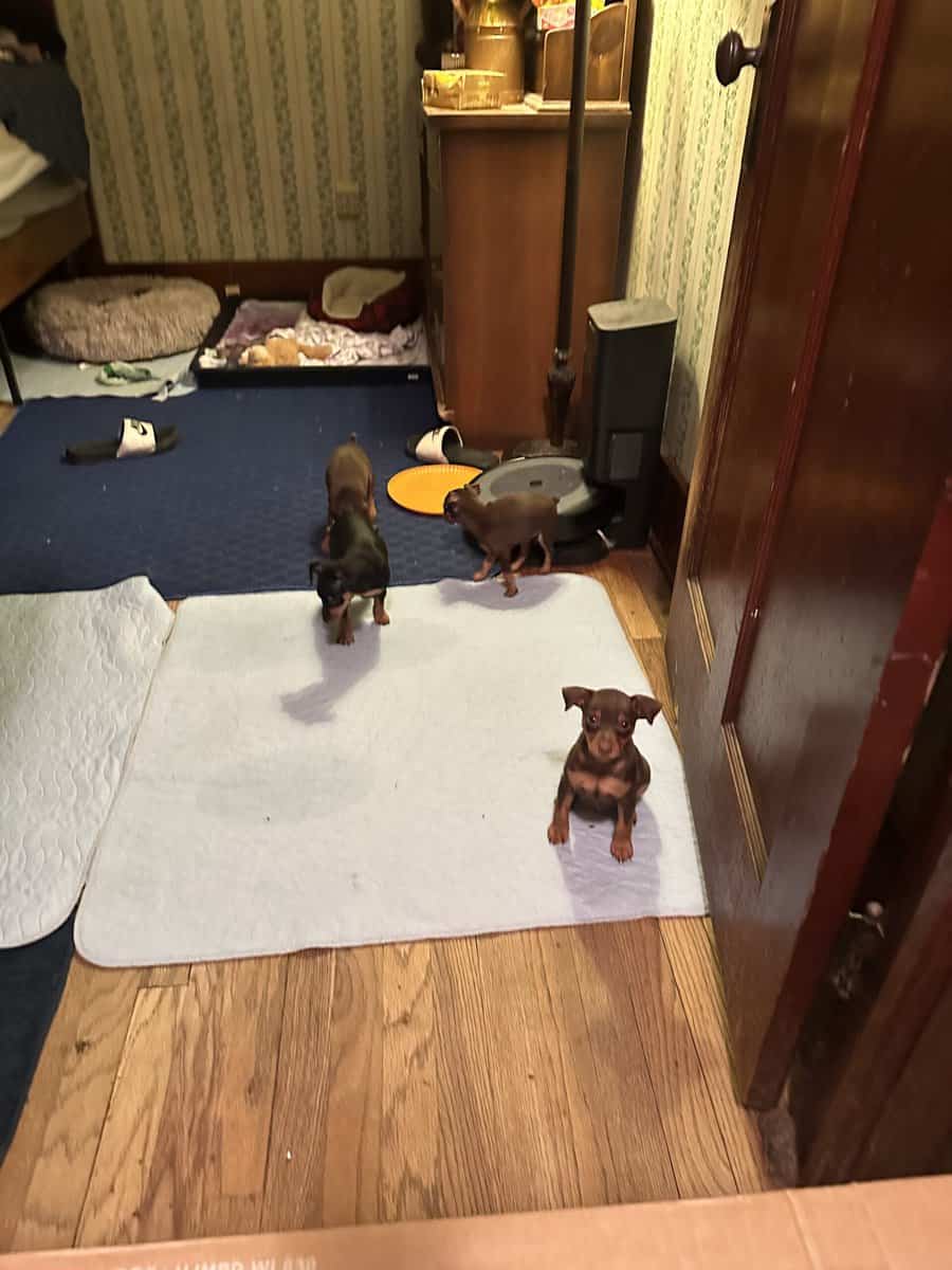 Min pin puppies image 14