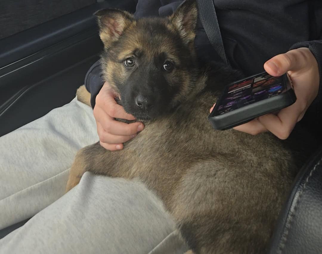 German Shepherd puppy image 3