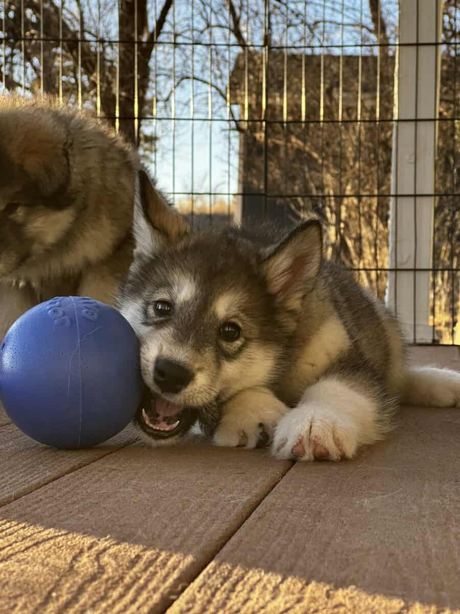 ⭐️ Alaskan Malamute Puppy – Violet image 1