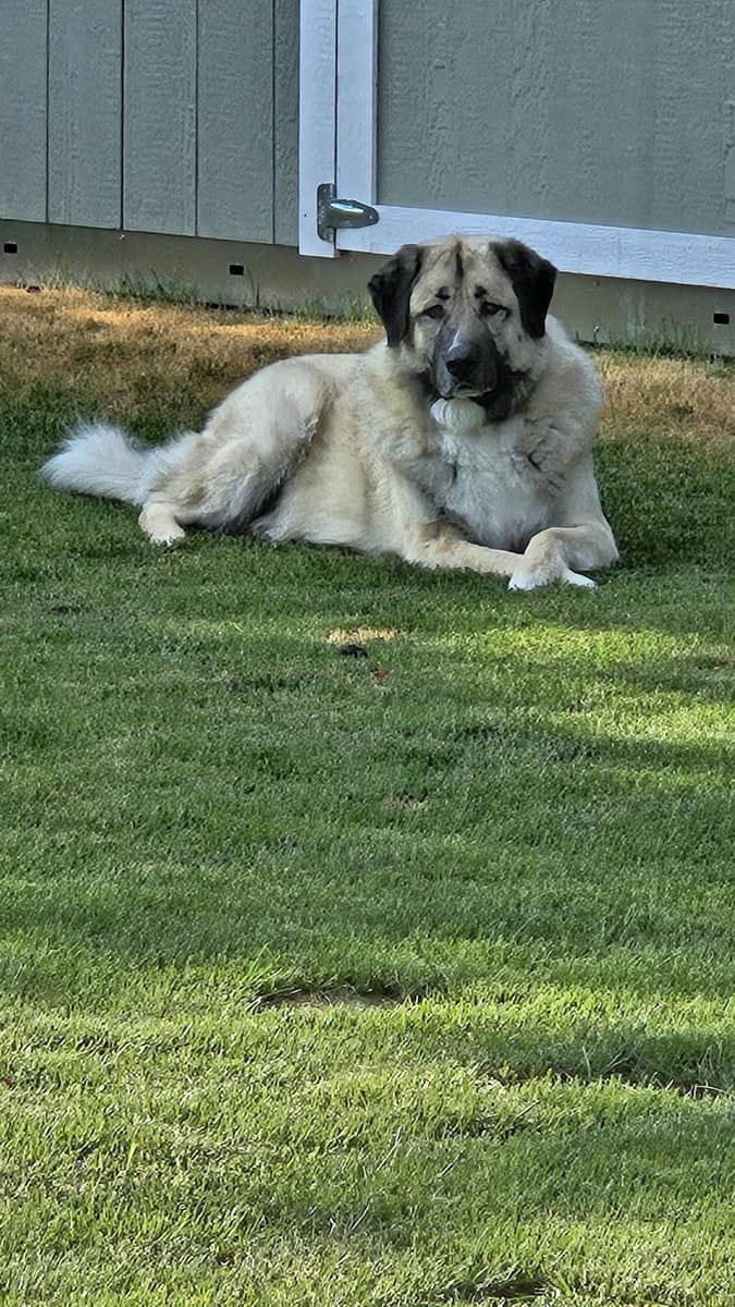 Anatolian/Maremma Mix image 2