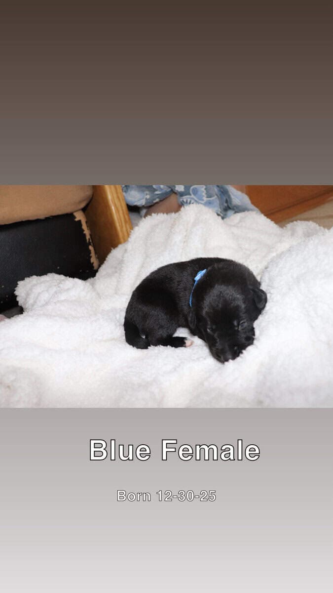Puppies for sale image 7