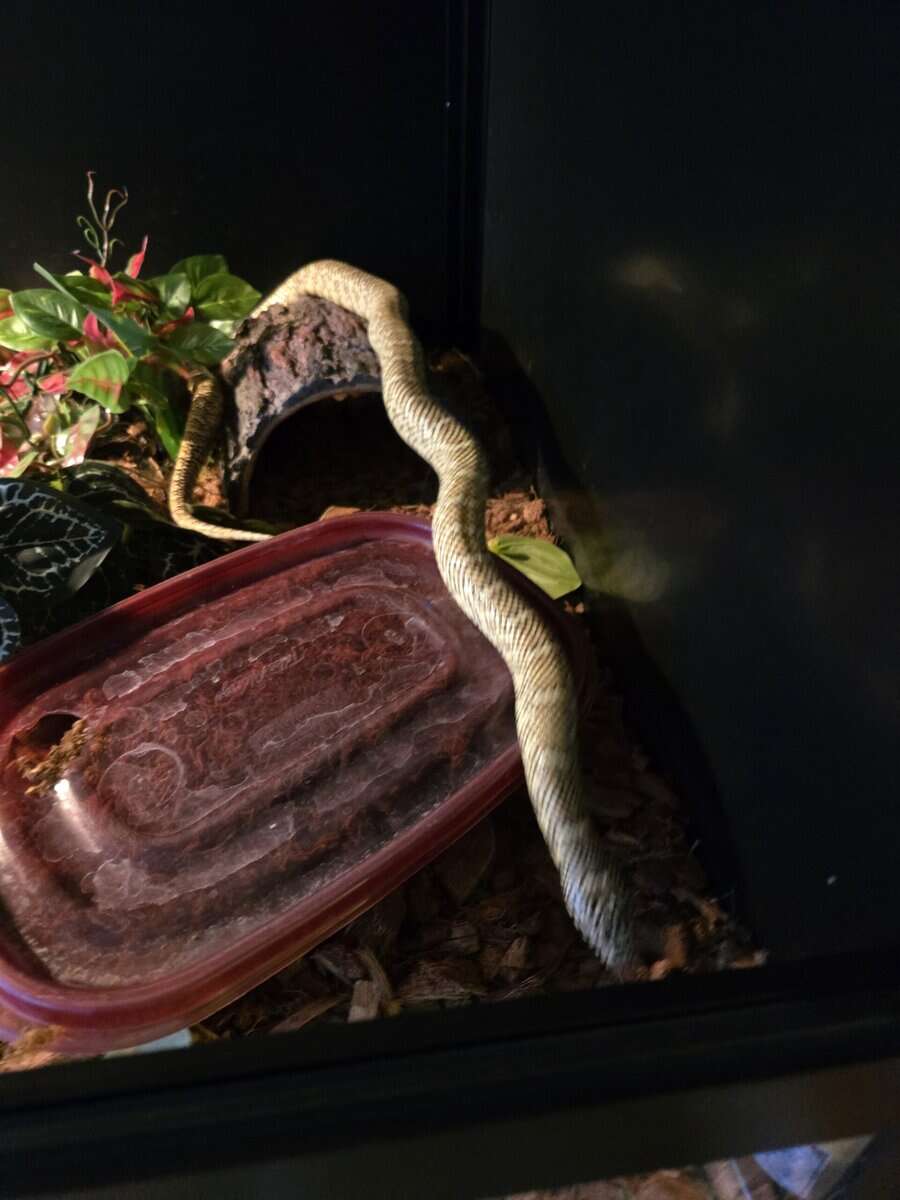 Kingsnakes image 5