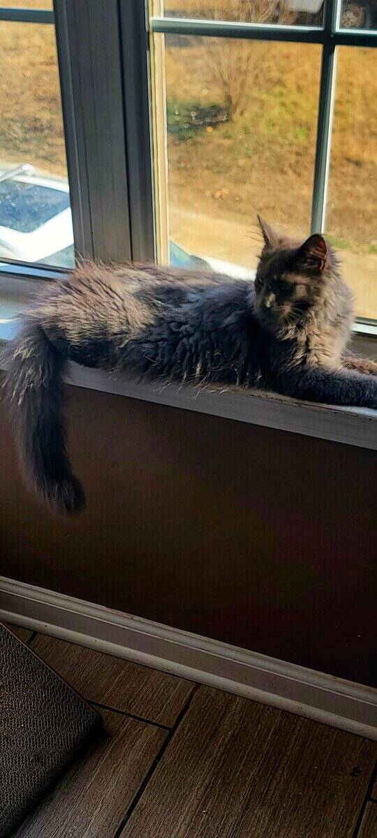 Savvy Cats image 4