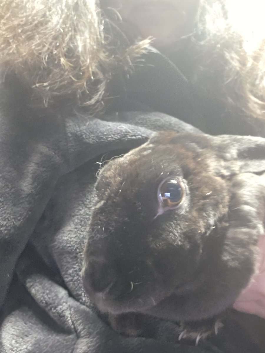 Three loving bunnies image 4