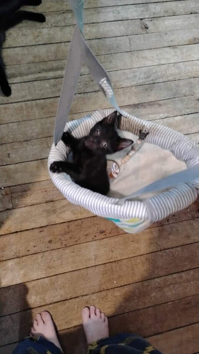 Kittens,1 male tiger cat,2 teen cats girls,2 mamma image 9