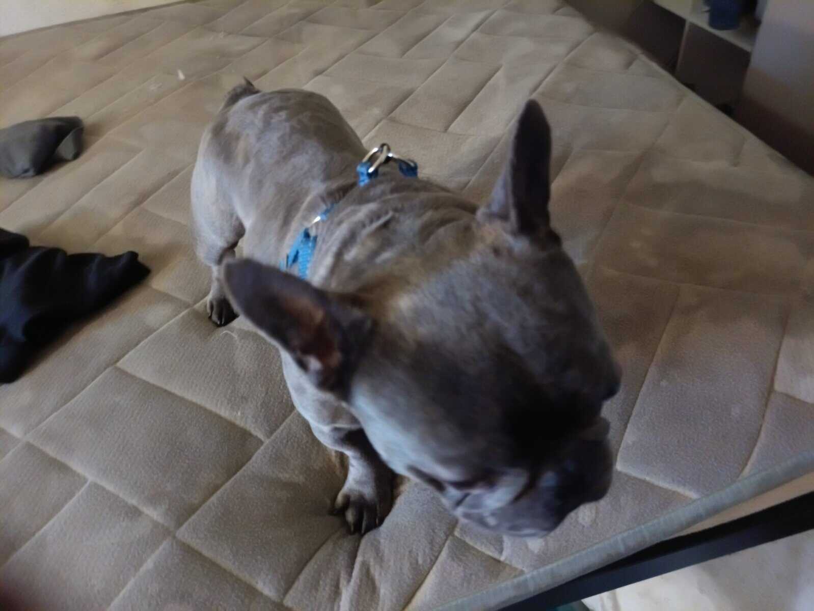 BRINDLE FRENCHY image 2