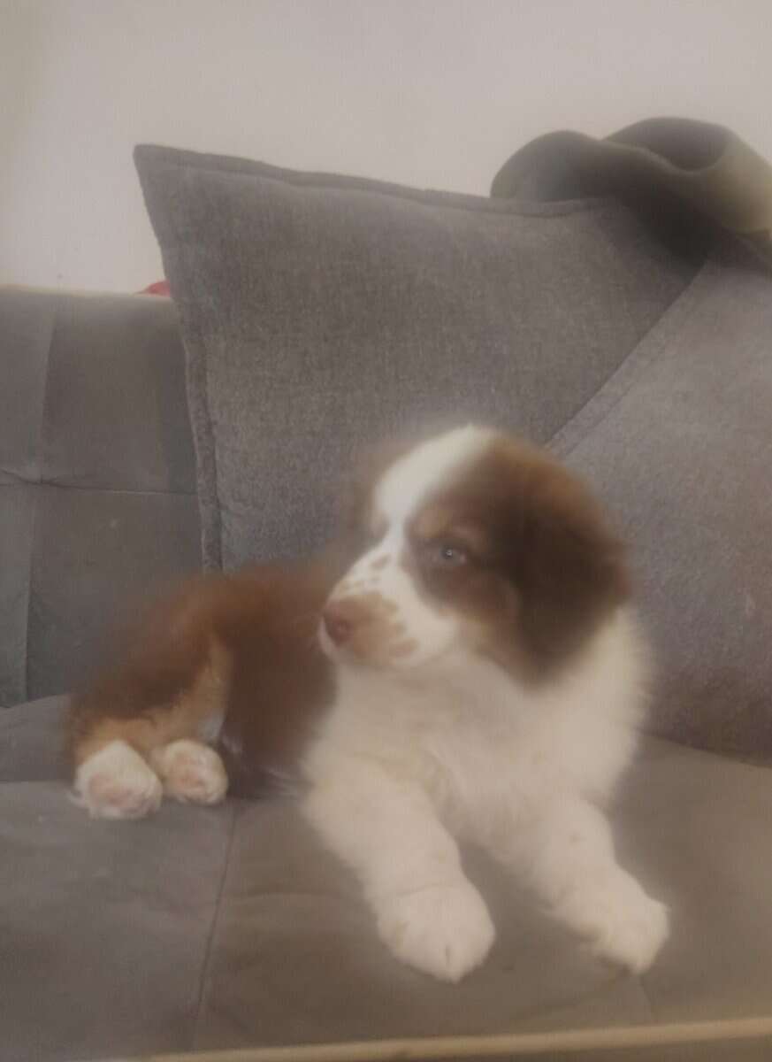 Australian Shepherd image 4