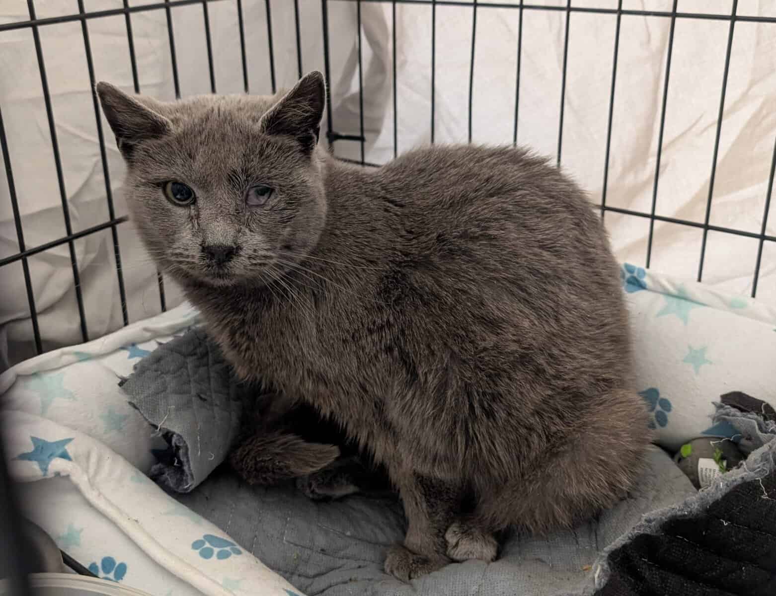 🐾 Rescued Kitties Seeking Forever Homes! image 10