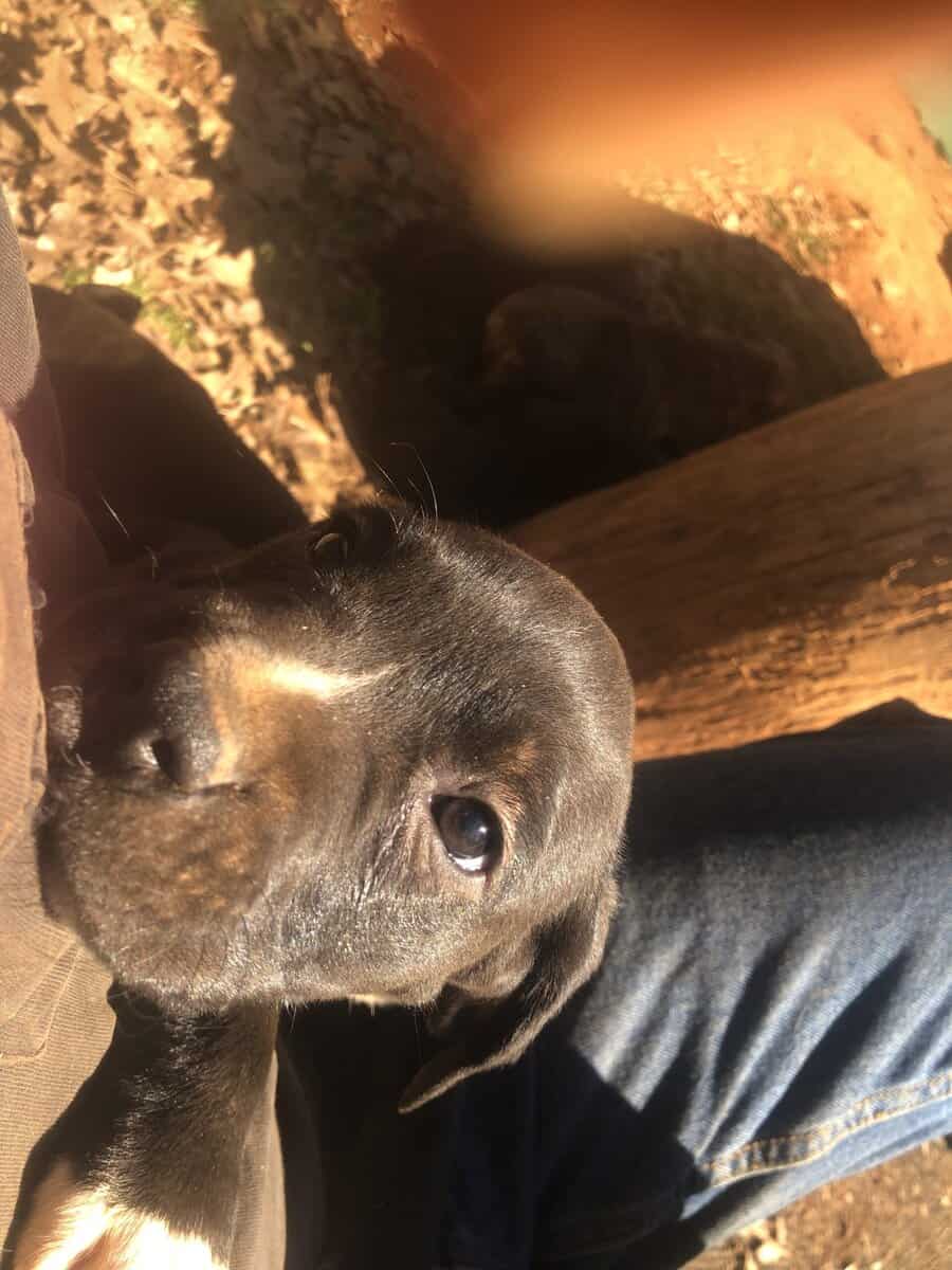 Cane corso puppies for sale image 4