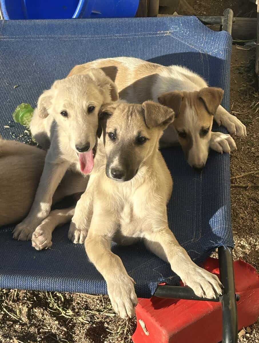 Borzoi-Greyhound Puppies image 1