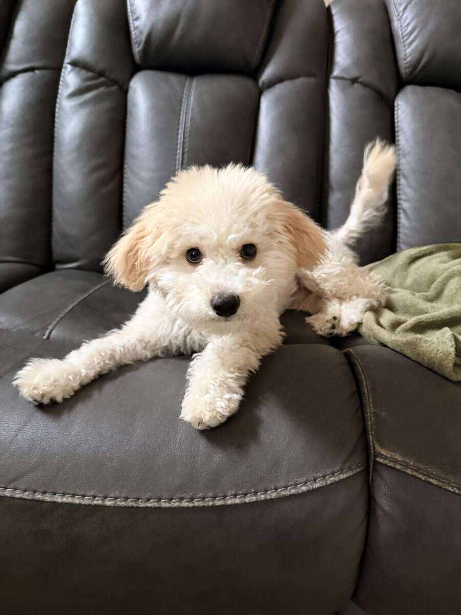 Maltipoo puppy image 1