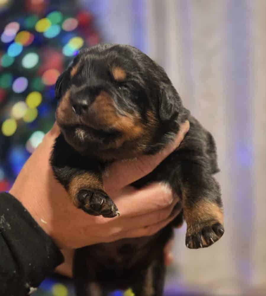 Rottweiler puppies image 4