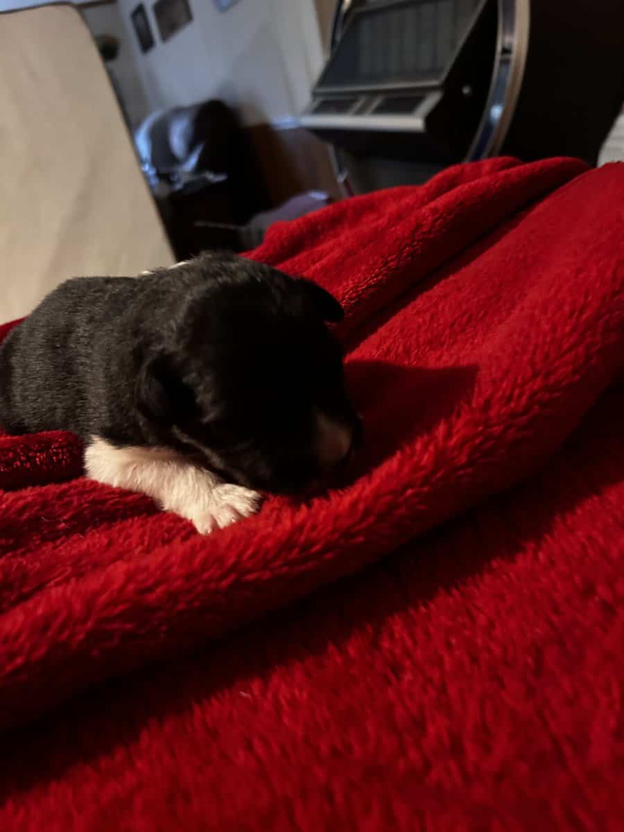 Male Australian Shepherd Puppy image 7
