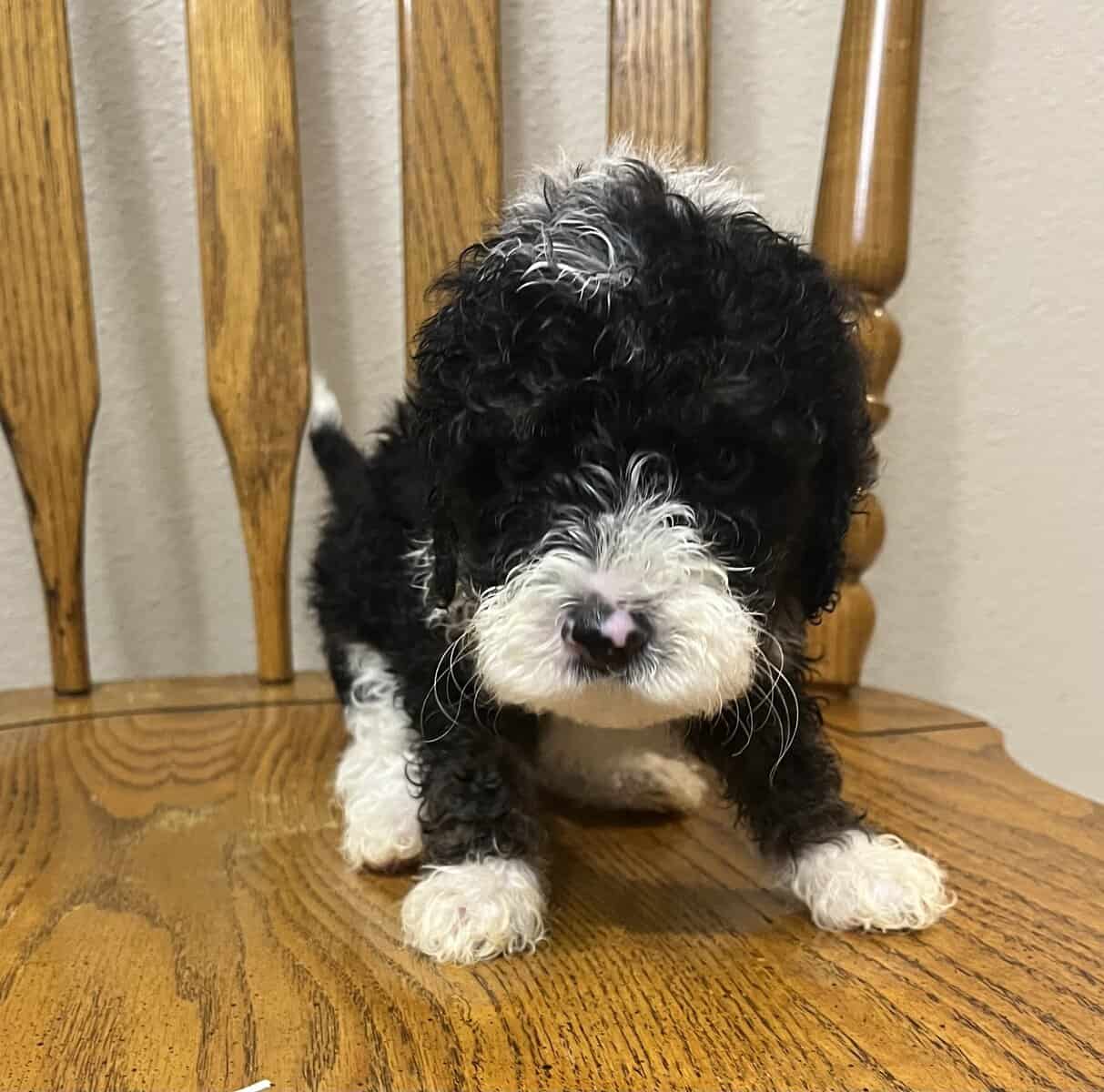 Puppies image 1