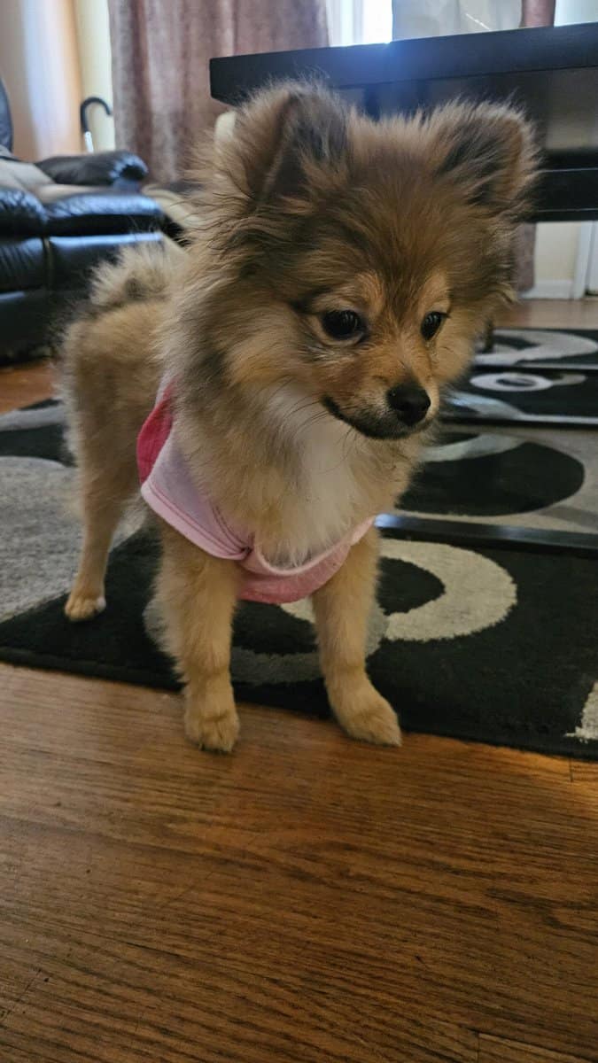 POMERANIAN FEMALE 4M. OLD image 1