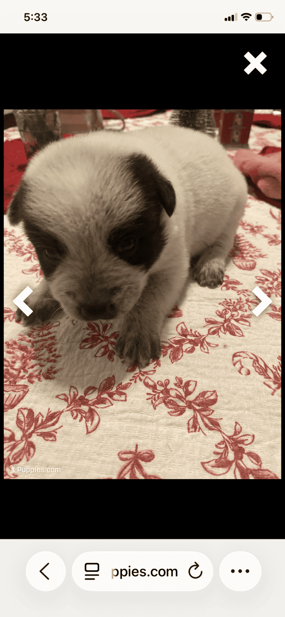 Australian Caddle pups for sale image 10