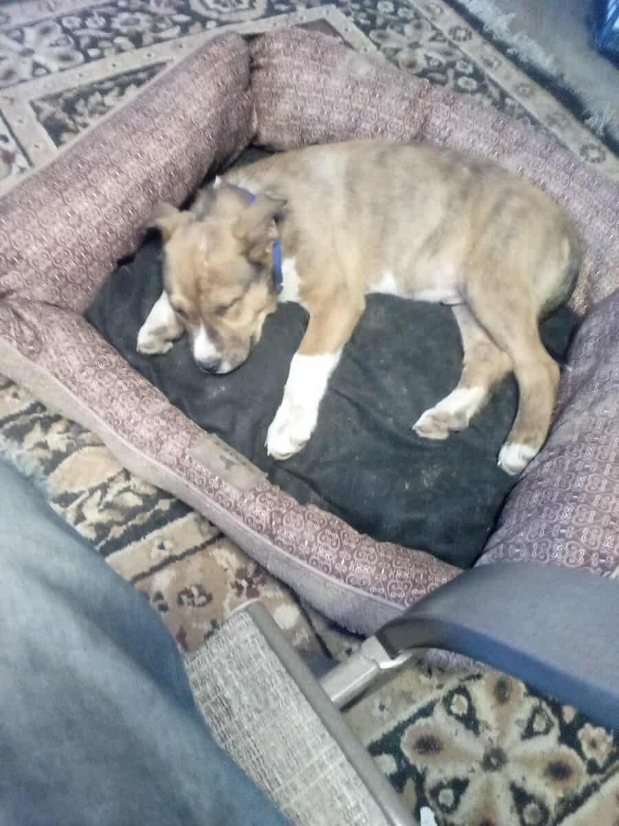 Pitskis puppy image 1