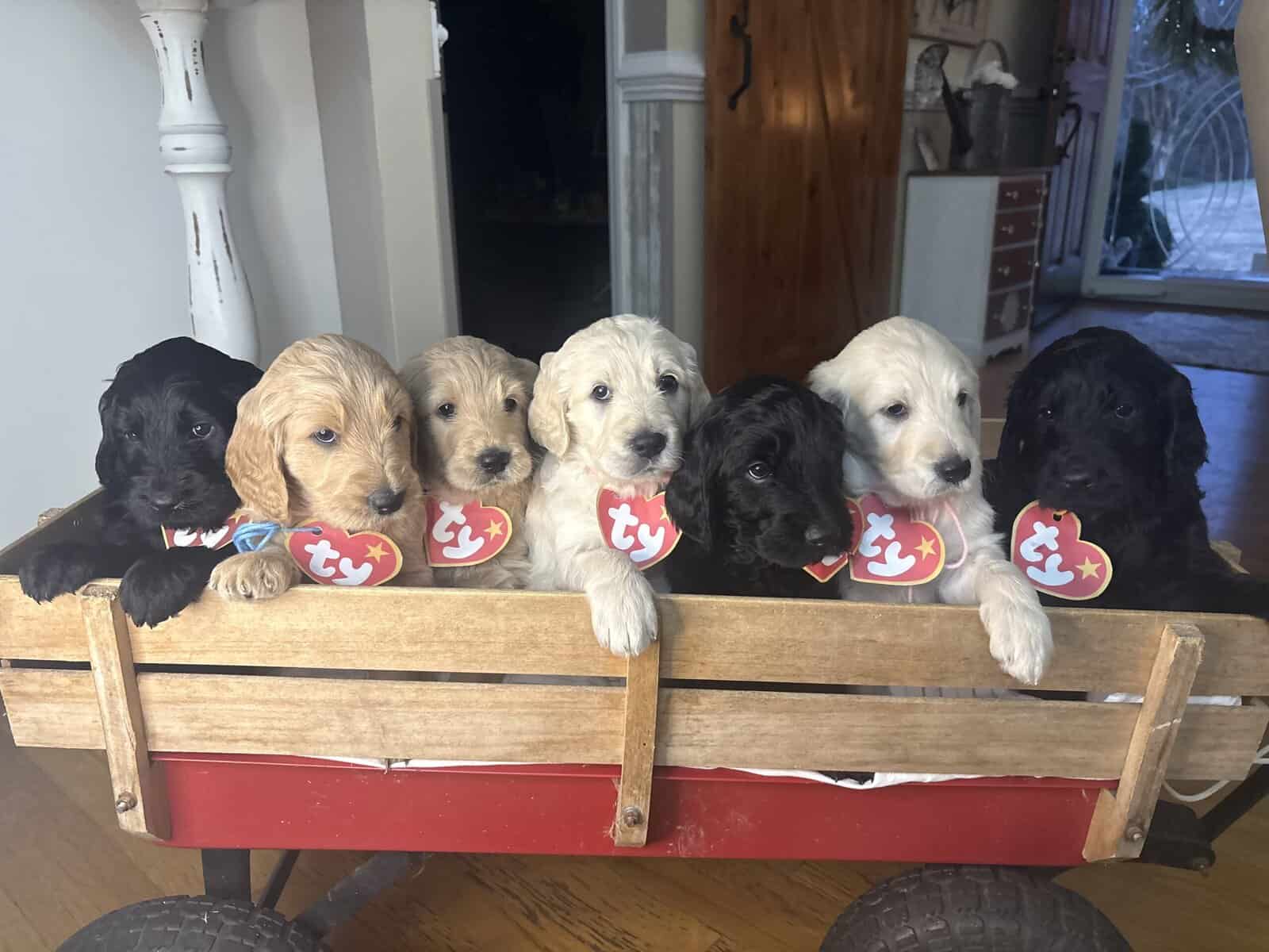 Goldendoodle Puppies image 1