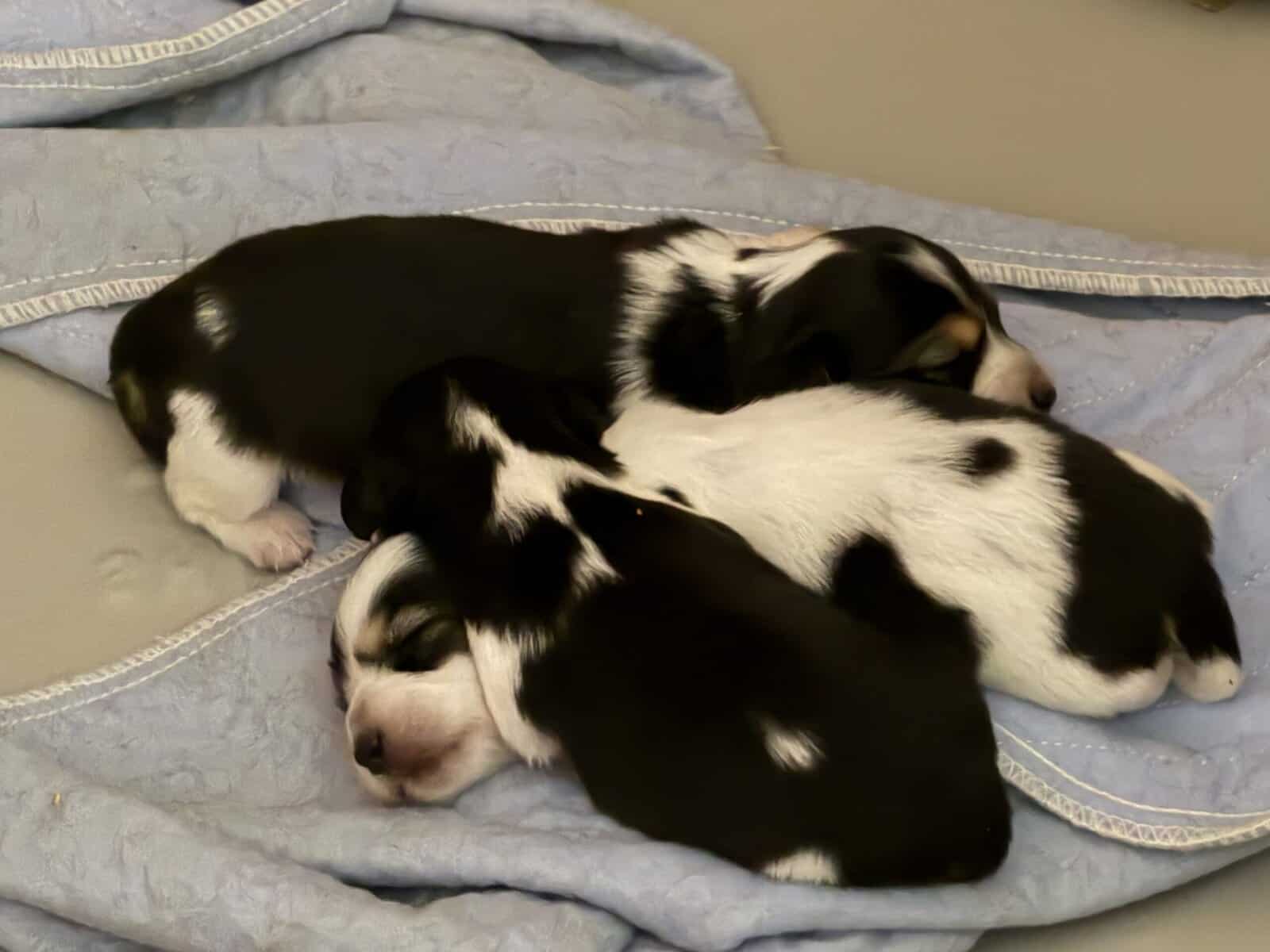 Champion bred dachshund puppies-Import line AKC image 2