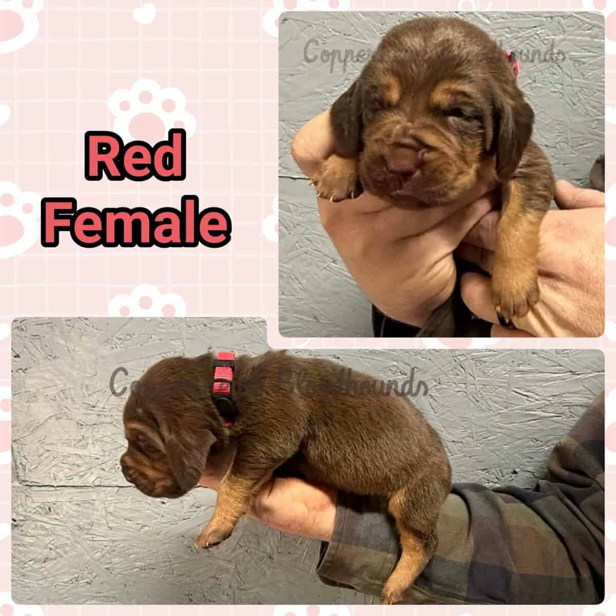 Copperhead Bloodhound Puppies image 6