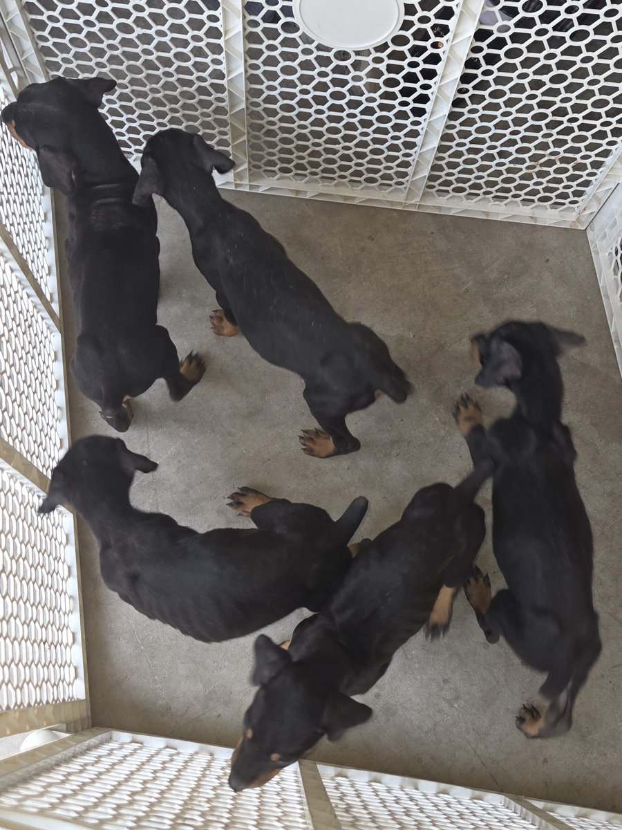 Doberman rottweiler image 1