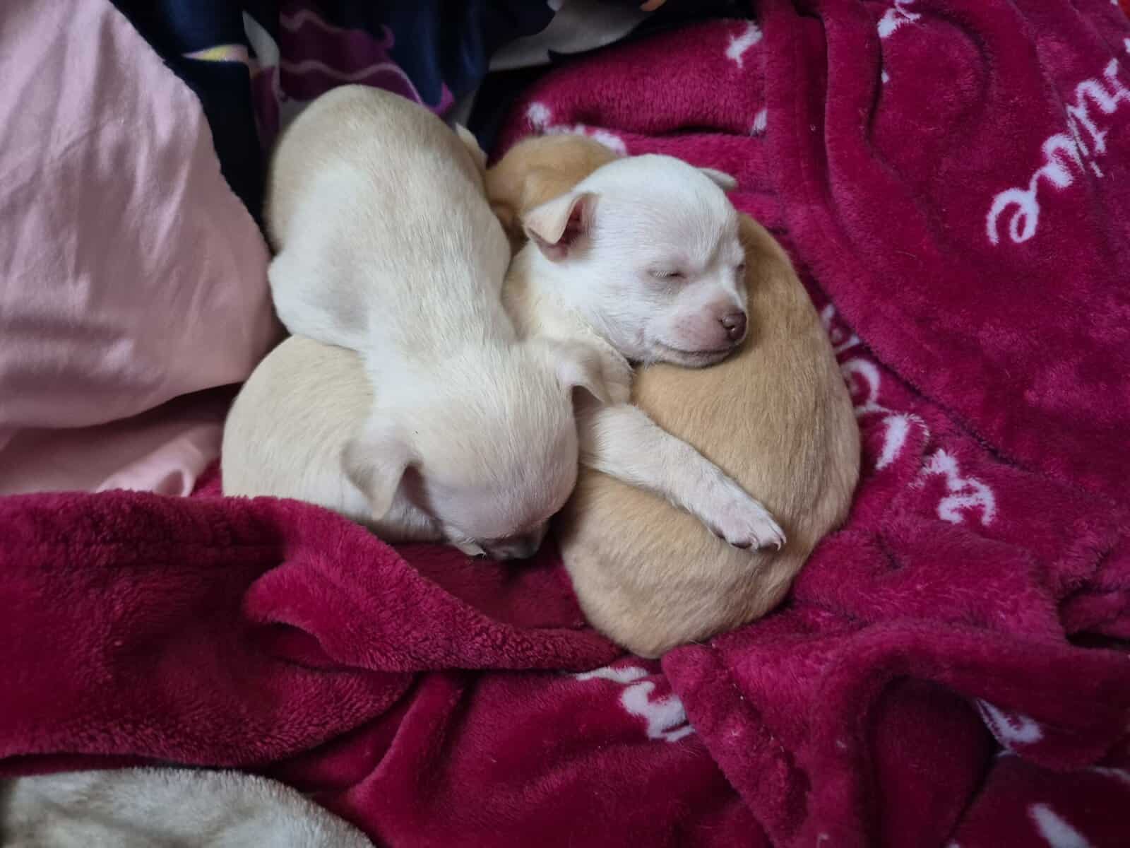 Chihuahua puppies image 4