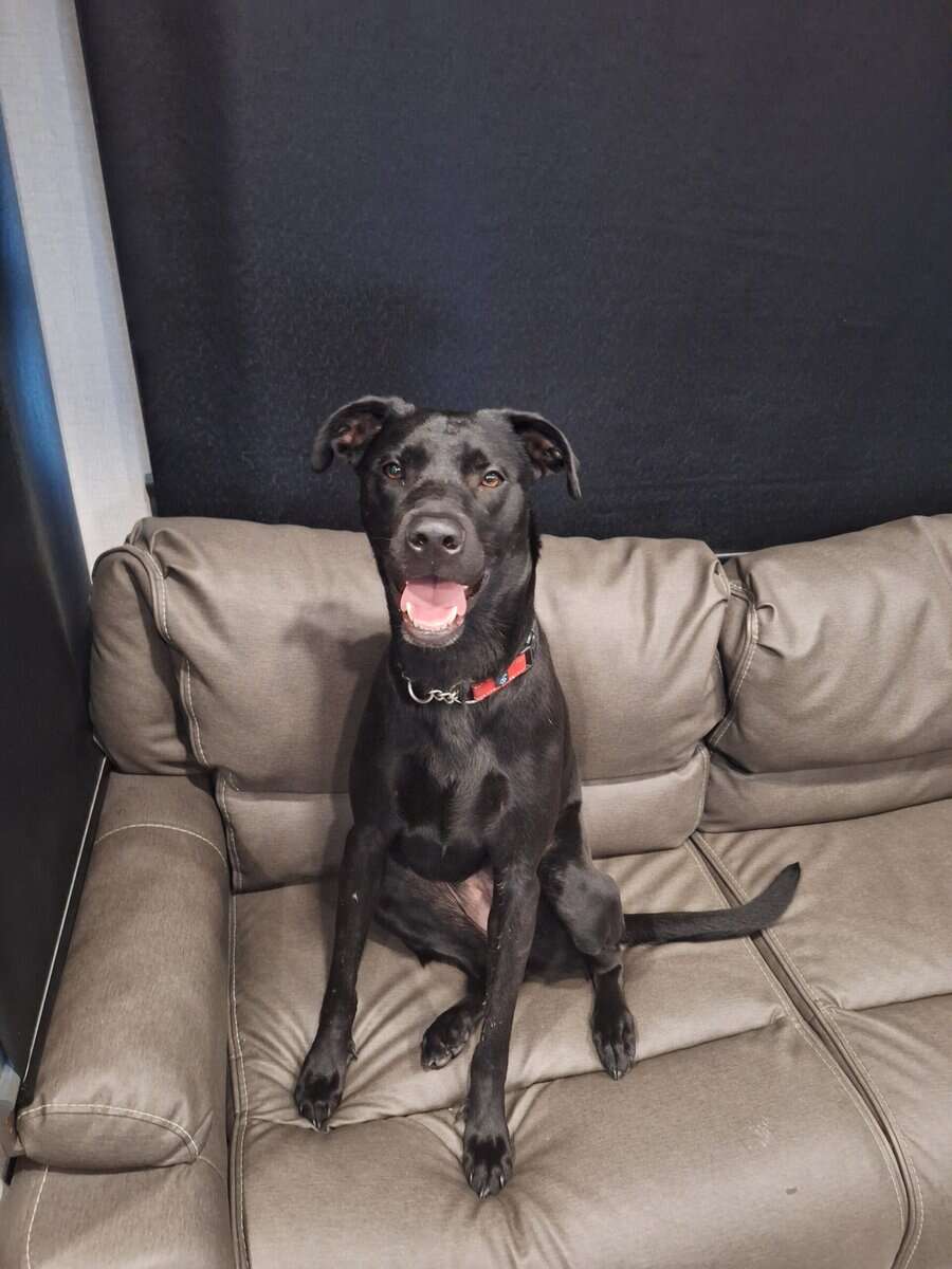 Lab mix needs a home image 1