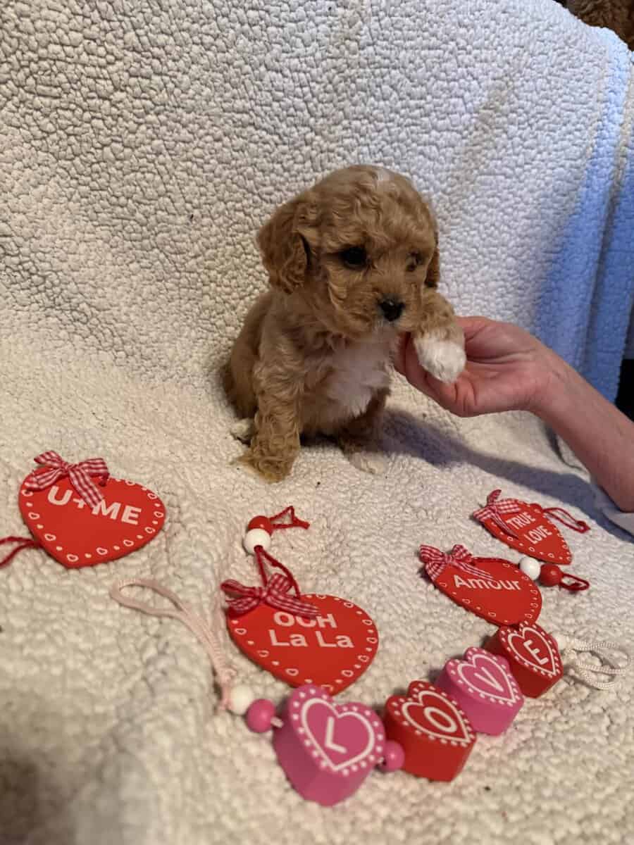 Bichonpoodle image 4